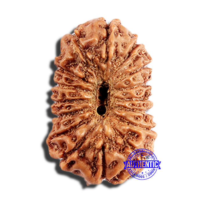16 Mukhi Rudraksha from Indonesia - Bead No. 314