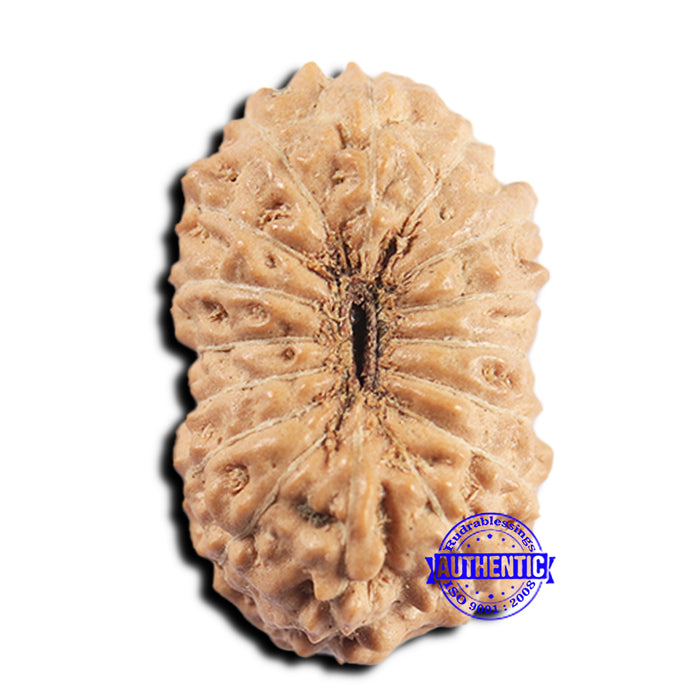16 Mukhi Rudraksha from Indonesia - Bead No 322
