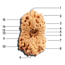Load image into Gallery viewer, 16 Mukhi Rudraksha from Indonesia - Bead No. 313
