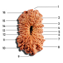 Load image into Gallery viewer, 16 Mukhi Rudraksha from Indonesia - Bead No. 317
