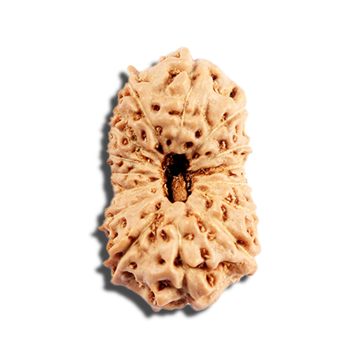 16 Mukhi Rudraksha from Indonesia - Bead No. 313