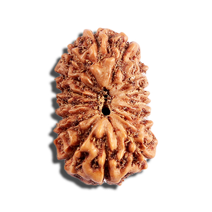 16 Mukhi Rudraksha from Indonesia - Bead No. 314