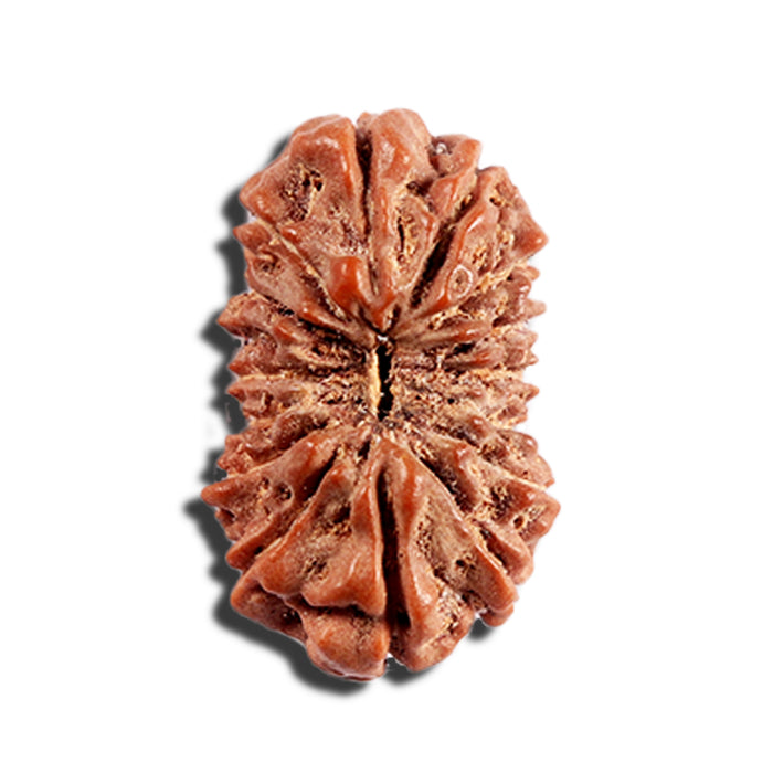 16 Mukhi Rudraksha from Indonesia - Bead No. 317
