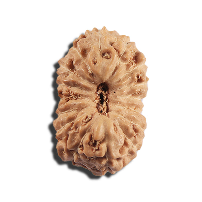 16 Mukhi Rudraksha from Indonesia - Bead No 322