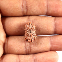 Load image into Gallery viewer, 16 Mukhi Rudraksha from Indonesia - Bead No. 317
