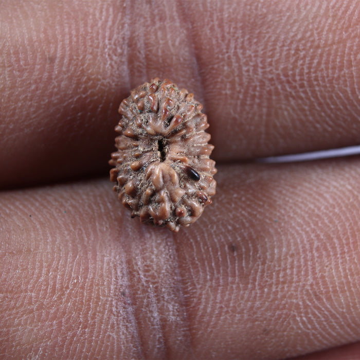 16 Mukhi Rudraksha from Indonesia - Bead No 324