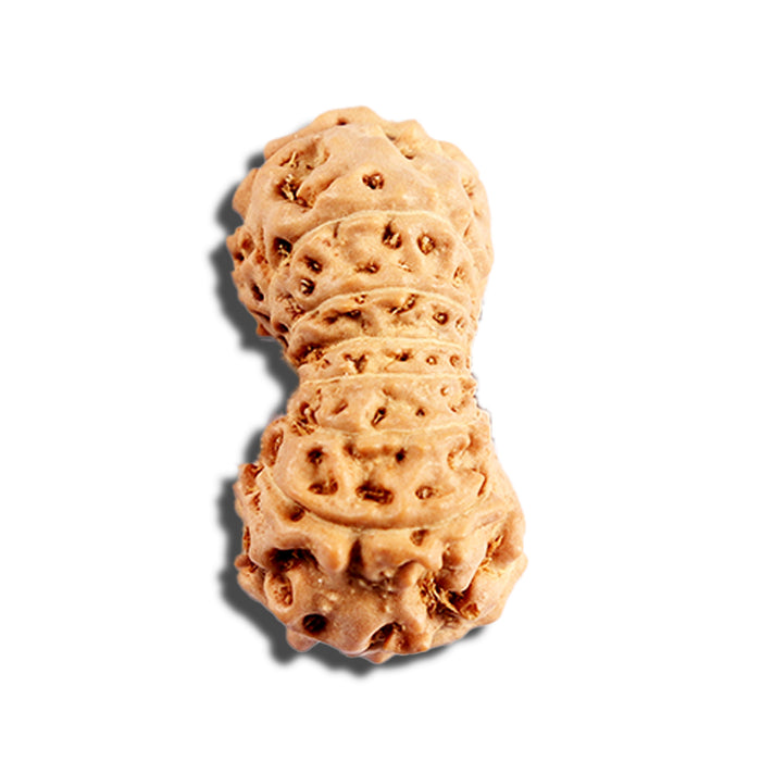 16 Mukhi Rudraksha from Indonesia - Bead No. 313