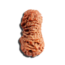 Load image into Gallery viewer, 16 Mukhi Rudraksha from Indonesia - Bead No. 317
