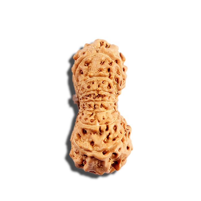 16 Mukhi Rudraksha from Indonesia - Bead No. 313