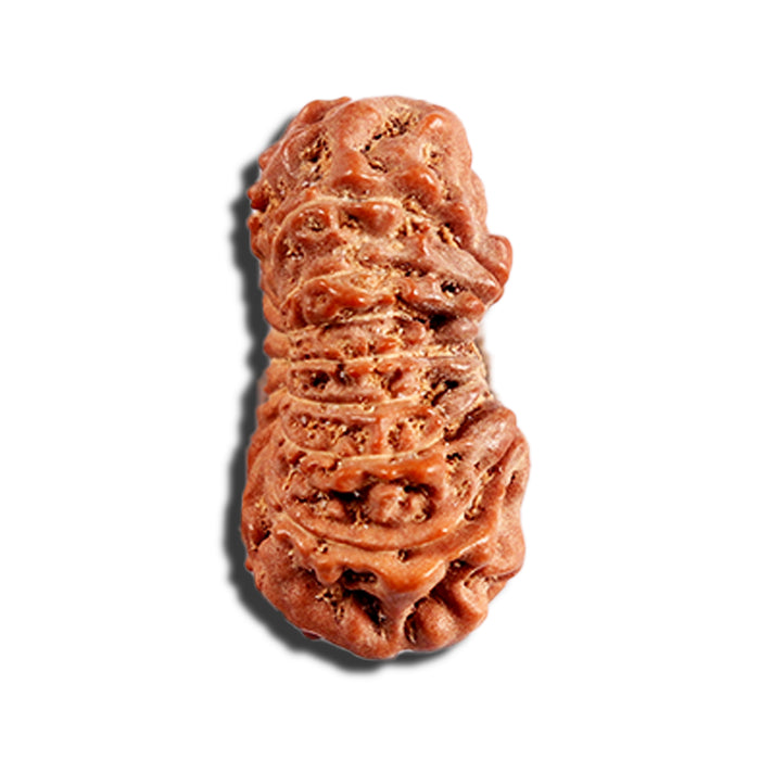 16 Mukhi Rudraksha from Indonesia - Bead No. 317