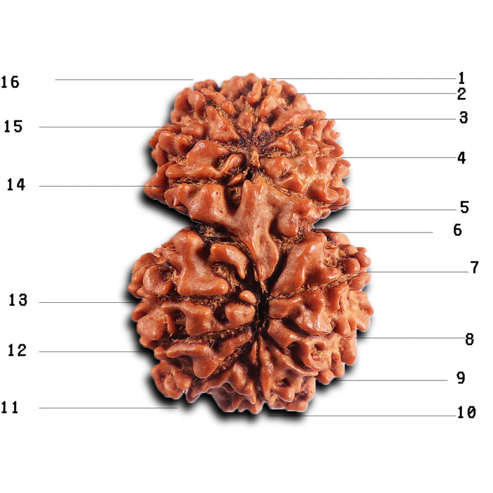 16 Mukhi Gaurishanker Rudraksha from Nepal - Bead No. 120