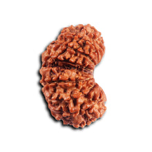 Load image into Gallery viewer, 16 Mukhi Gaurishanker Rudraksha from Nepal - Bead No. 120
