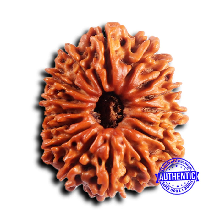 16 Mukhi Rudraksha from Nepal - Bead No. 117