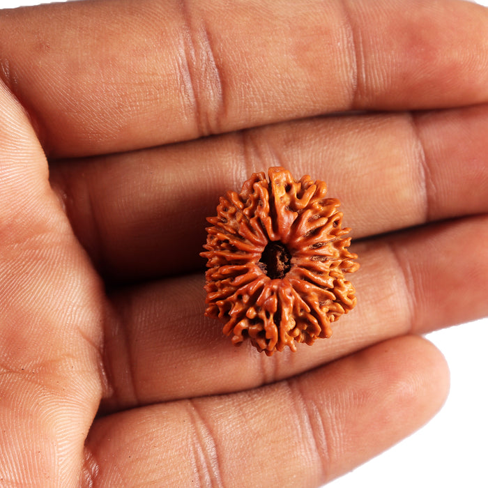 16 Mukhi Rudraksha from Nepal - Bead No. 117