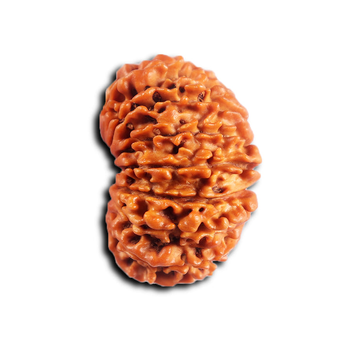 16 Mukhi Rudraksha from Nepal - Bead No. 117