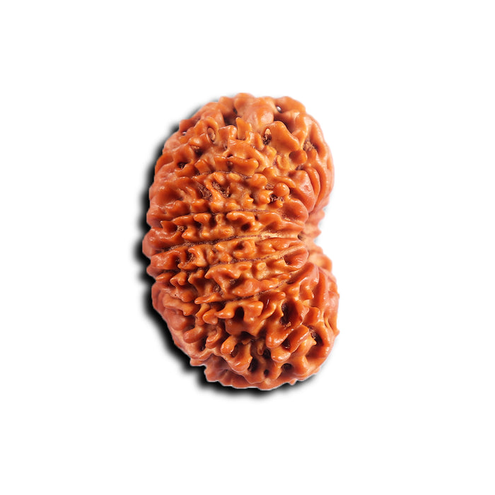16 Mukhi Rudraksha from Nepal - Bead No. 117