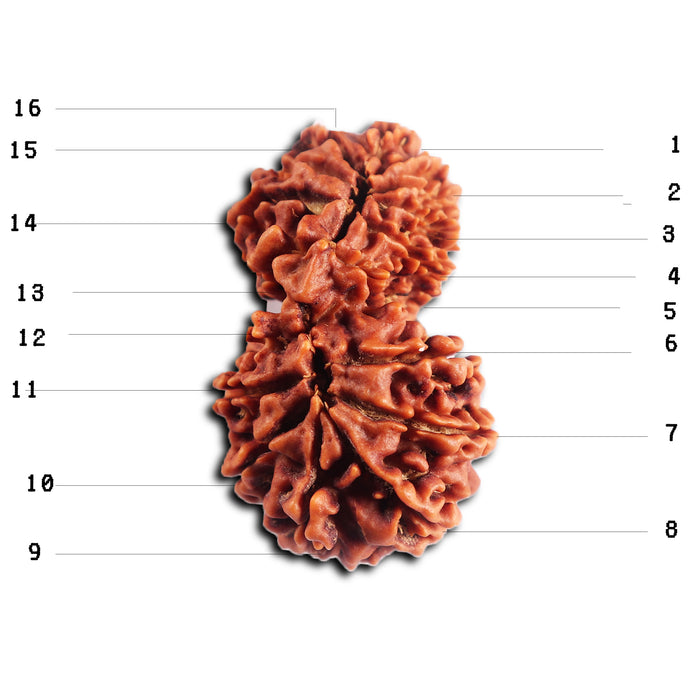 16 Mukhi Gaurishanker Rudraksha from Nepal - Bead No. 118