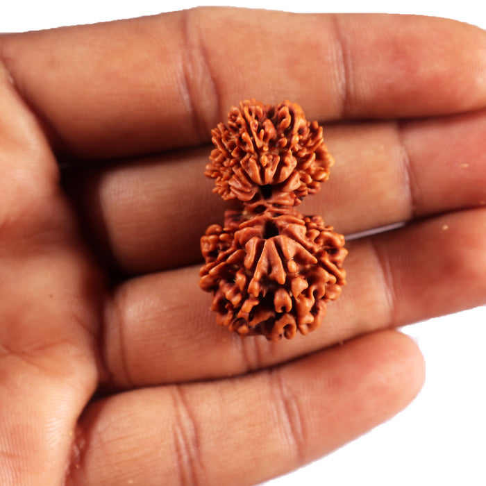 16 Mukhi Gaurishanker Rudraksha from Nepal - Bead No. 118