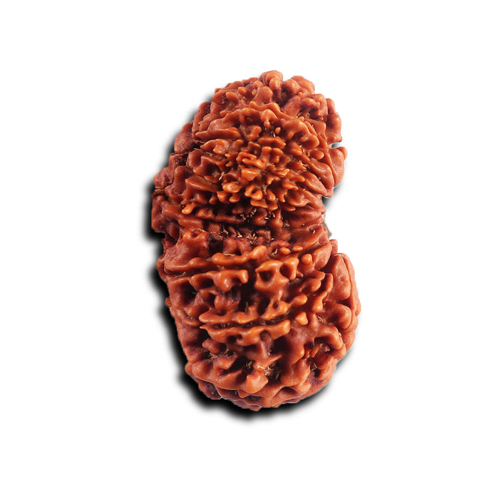 16 Mukhi Gaurishanker Rudraksha from Nepal - Bead No. 118