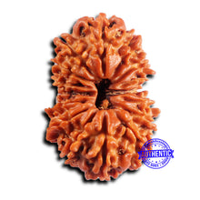 Load image into Gallery viewer, 16 Mukhi Rudraksha from Nepal - Bead No. 113
