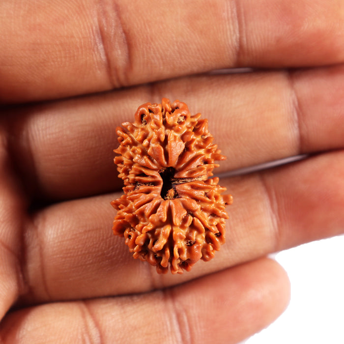 16 Mukhi Rudraksha from Nepal - Bead No. 113