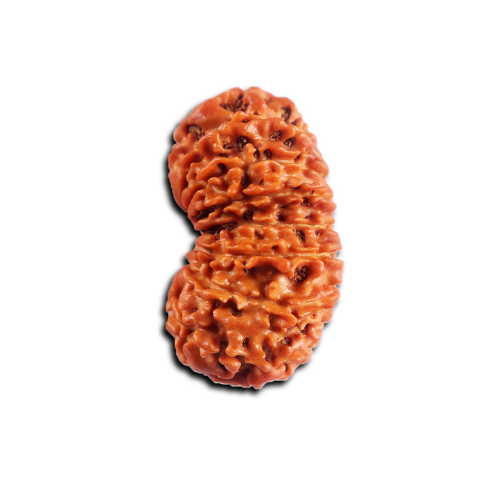 16 Mukhi Rudraksha from Nepal - Bead No. 113