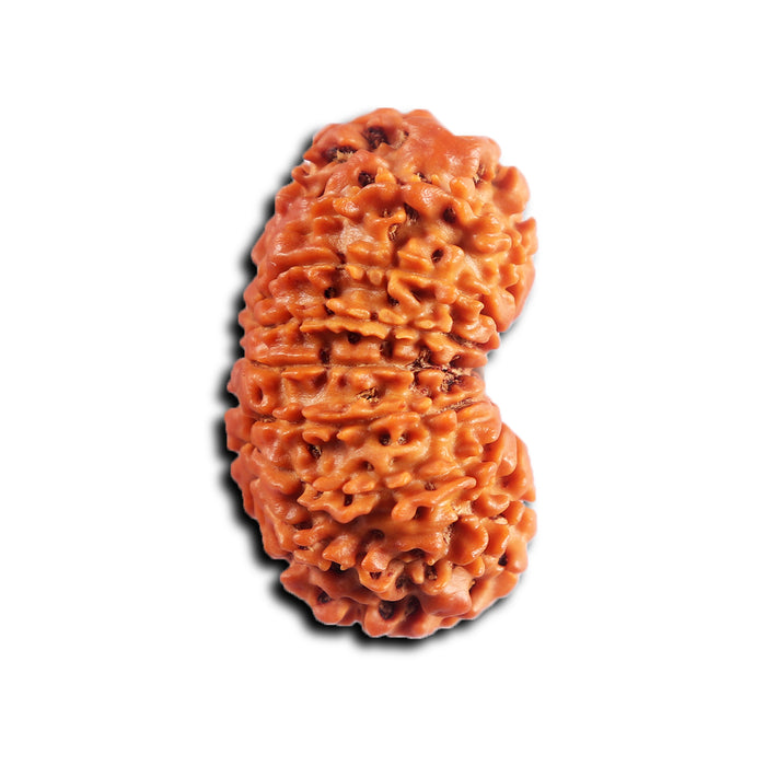 16 Mukhi Rudraksha from Nepal - Bead No. 113