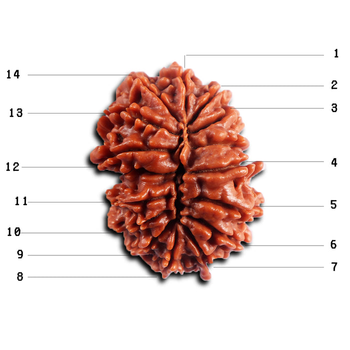 16 Mukhi Rudraksha from Nepal - Bead No. 114