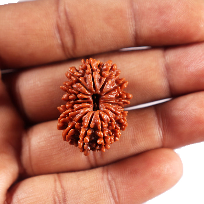 16 Mukhi Rudraksha from Nepal - Bead No. 114