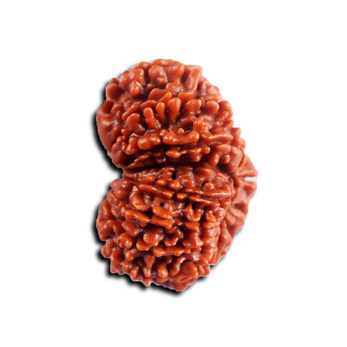16 Mukhi Rudraksha from Nepal - Bead No. 114
