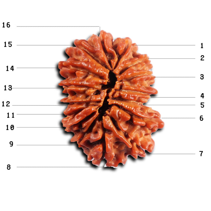 16 Mukhi Rudraksha from Nepal - Bead No. 115
