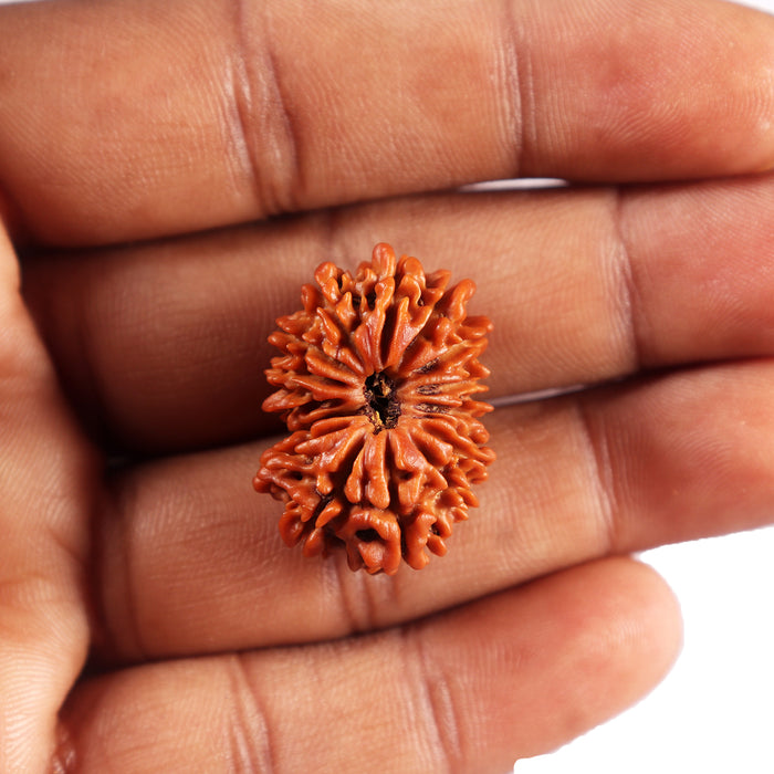 16 Mukhi Rudraksha from Nepal - Bead No. 115