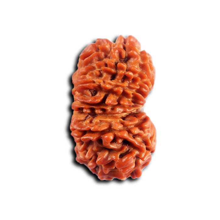 16 Mukhi Rudraksha from Nepal - Bead No. 115