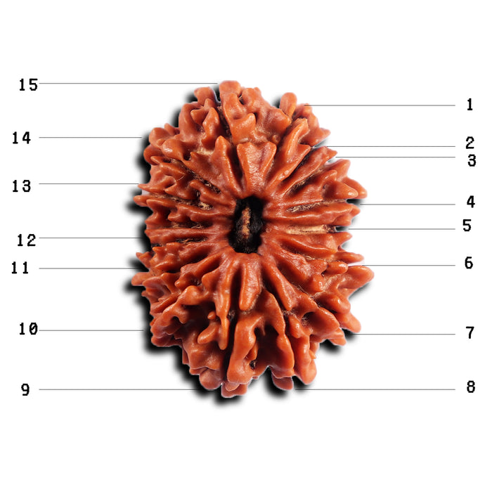 16 Mukhi Rudraksha from Nepal - Bead No. 116