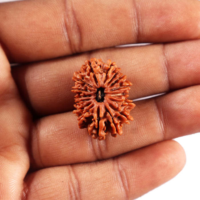 16 Mukhi Rudraksha from Nepal - Bead No. 116