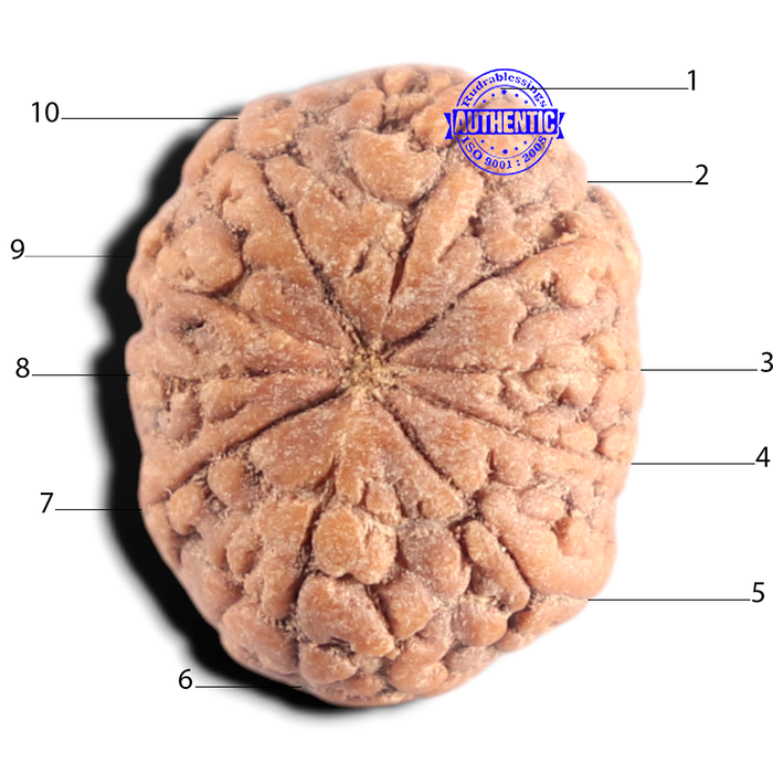 10 Mukhi Rudraksha from Indonesia - Bead No. 16