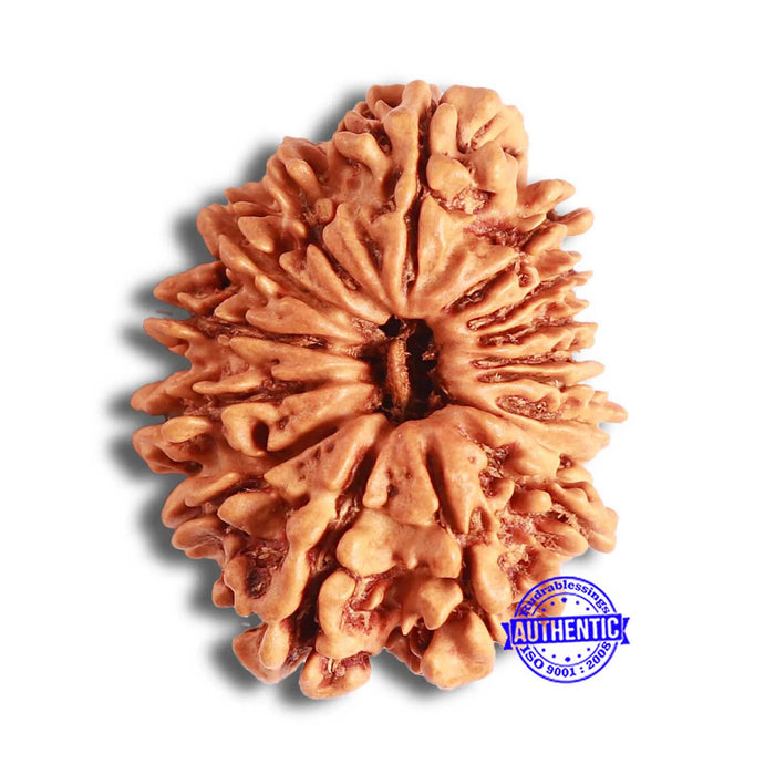 16 Mukhi Rudraksha from Nepal - Bead No. 95