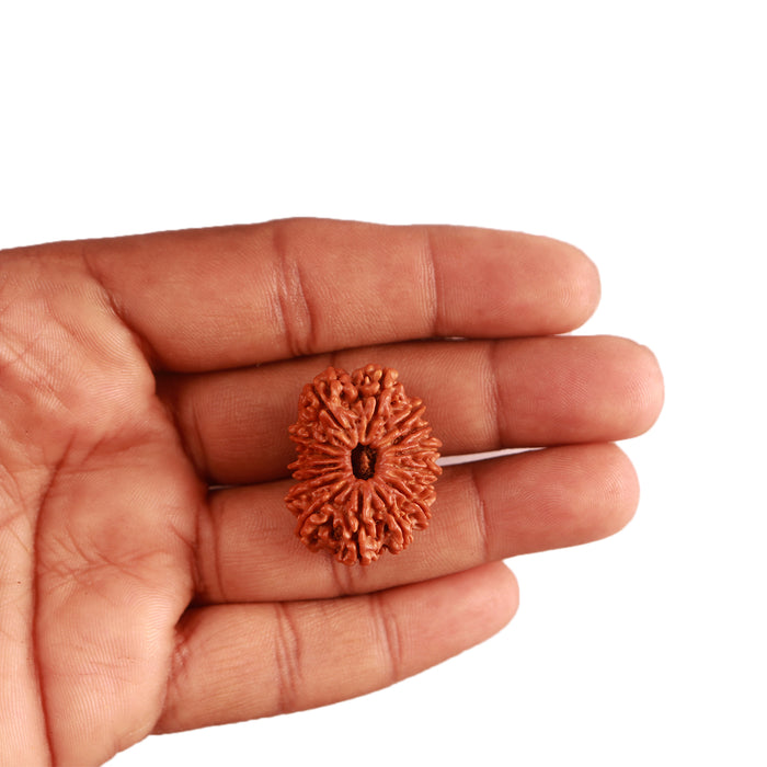16 Mukhi Rudraksha from Nepal - Bead No. 91