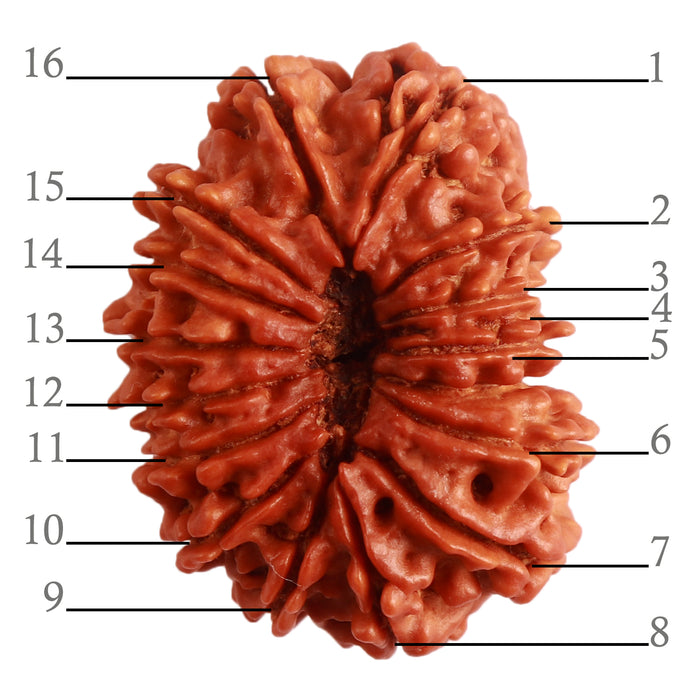 16 Mukhi Rudraksha from Nepal - Bead No. 91