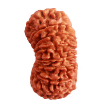 Load image into Gallery viewer, 16 Mukhi Rudraksha from Nepal - Bead No. 91
