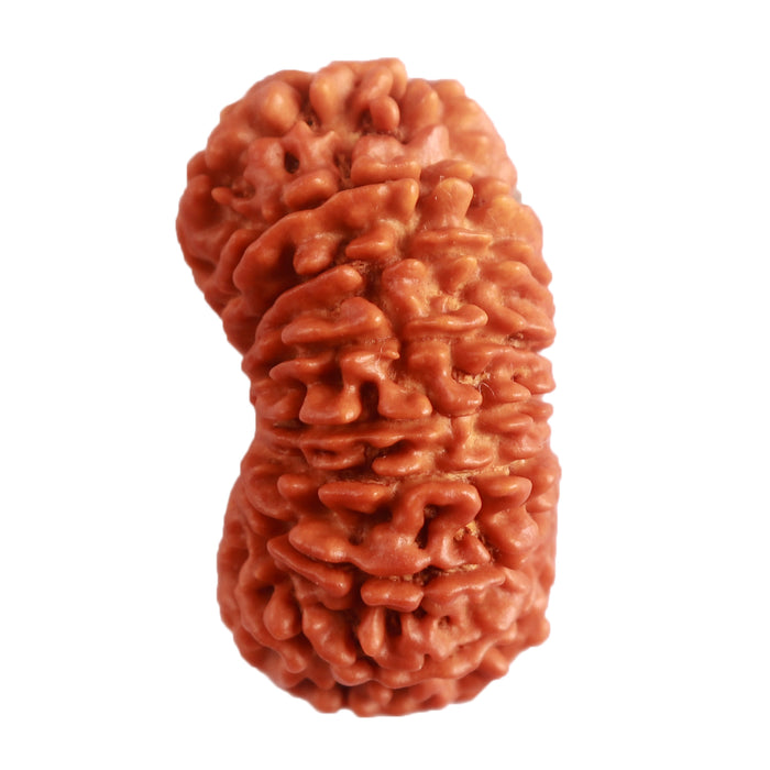 16 Mukhi Rudraksha from Nepal - Bead No. 91