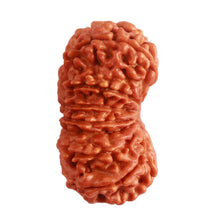 Load image into Gallery viewer, 16 Mukhi Rudraksha from Nepal - Bead No. 91
