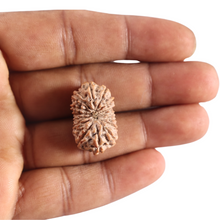 Load image into Gallery viewer, 16 Mukhi Rudraksha from Indonesia - Bead No. 330
