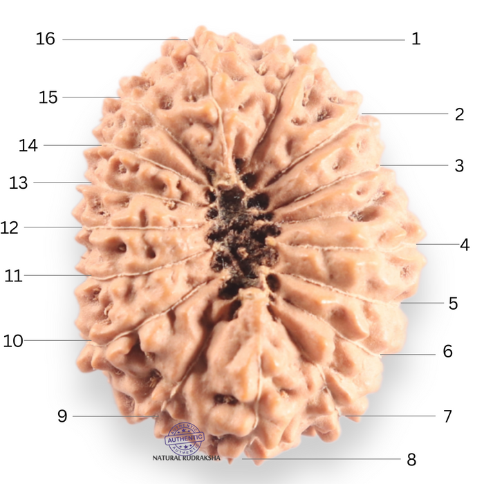 16 Mukhi Rudraksha from Indonesia - Bead No. 333