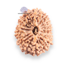 Load image into Gallery viewer, 16 Mukhi Rudraksha from Indonesia - Bead No. 333
