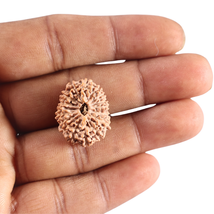 16 Mukhi Rudraksha from Indonesia - Bead No. 333