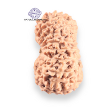 Load image into Gallery viewer, 16 Mukhi Rudraksha from Indonesia - Bead No. 333
