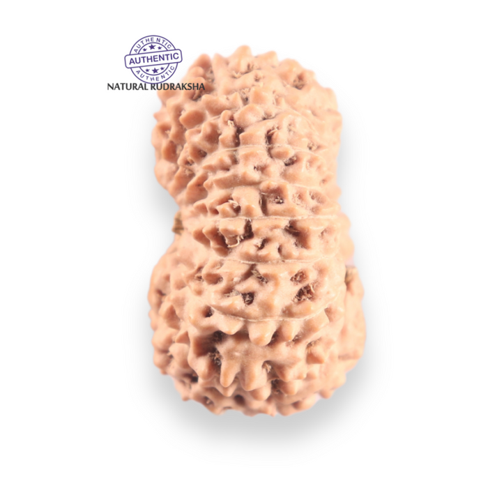 16 Mukhi Rudraksha from Indonesia - Bead No. 333