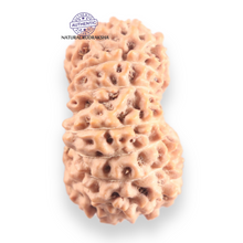 Load image into Gallery viewer, 16 Mukhi Rudraksha from Indonesia - Bead No. 333
