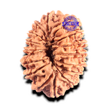 Load image into Gallery viewer, 16 Mukhi Rudraksha from Nepal - Bead No. 103
